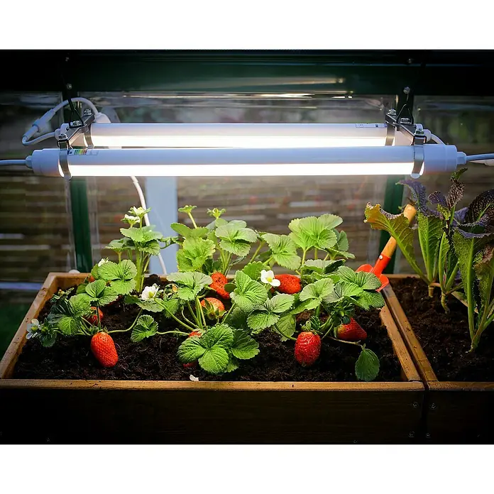 Palram – Canopia Plafón Brighton - Largo: 55 cm - Primer plano de plantas de fresa bajo una luz de crecimiento artificial en un recipiente de madera en el interior.