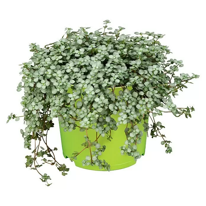 Piardino KanonierblumePilea glauca, Topfgröße: 12 cm, Blattfarbe: Grün/Grau
