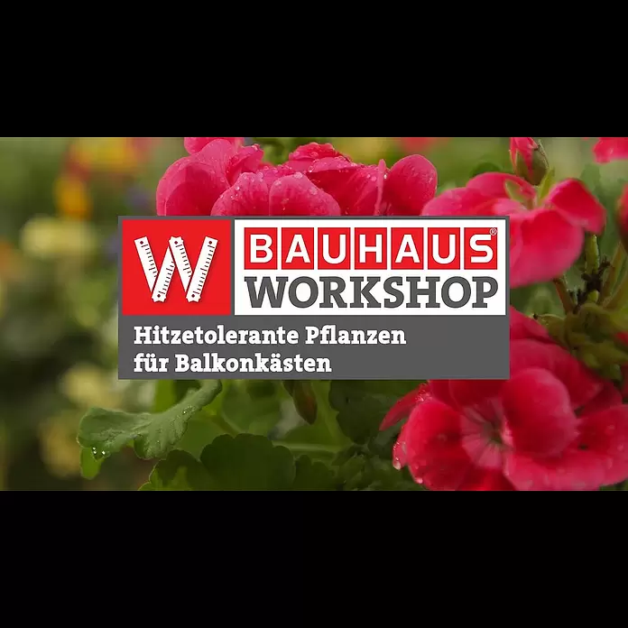 Scheurich Blumentopf-Untersetzer MarcellaAußenmaß (Ø x H): 44,5 cm x 4,1 mm, Kunststoff, Schwarz granit - Hitzetolerante Pflanzen fr Balkonksten |Experten-Tipps] | BAUHAUS Workshop