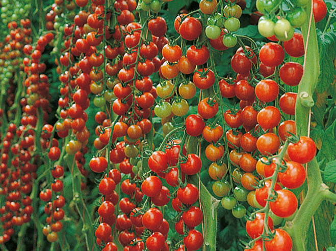 Tomatensorten Cherrytomate