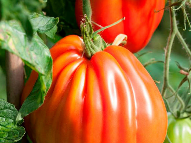 Tomatensorten Fleischtomaten