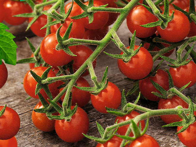 Tomatensorten Wildtomate