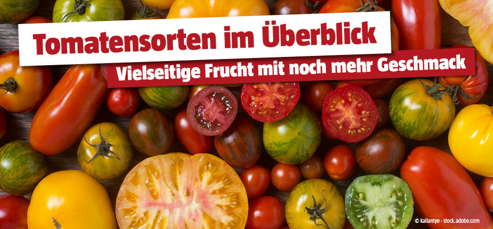 Tomatensorten im Überblick