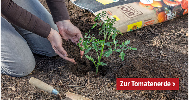 Tomatenerde