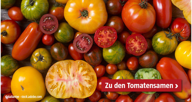 Tomatensamen
