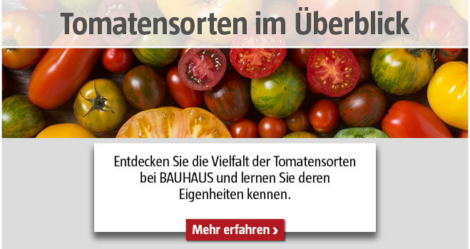 Tomatensorten im Überblick