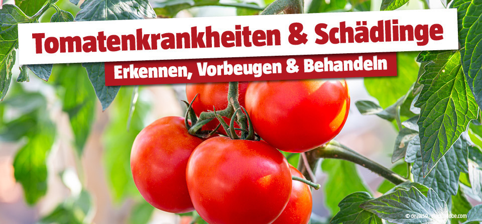 Tomatenkrankheiten und Schädlinge