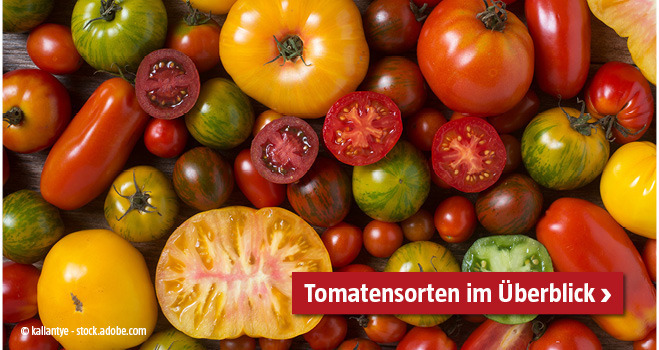 Tomatensorten Ueberblick