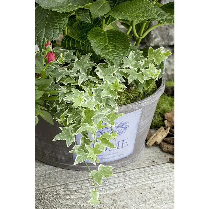 Piardino Efeu - Hedera helix, Topfgröße: 13 cm, Gelb/Grün - Nahaufnahme einer Pflanze in einem verzinkten Topf mit dem Aufdruck "Home".