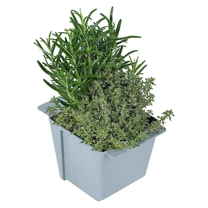 Geli Pflanzkasten-Einsatz Easy - Außenmaß (L x B x H): 10 x 10 x 10 cm, Kunststoff, Betongrau - Ein grauer Topf mit frischen Kräutern, darunter Thymian und Rosmarin, die eine aromatische und dekorative Ergänzung für jede Küche darstellen.
