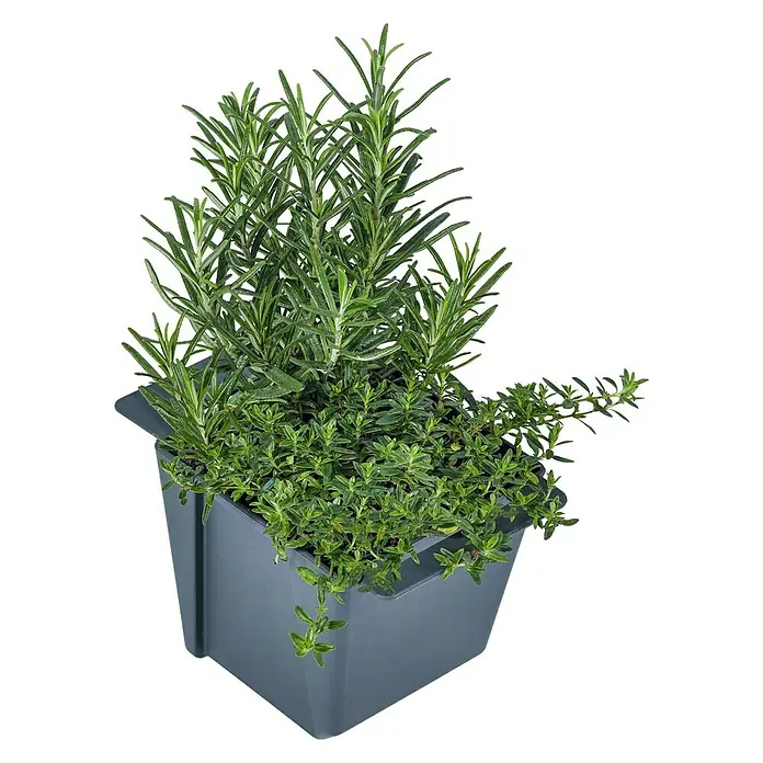Geli Pflanzkasten-Einsatz Easy - Außenmaß (L x B x H): 10 x 10 x 10 cm, Kunststoff, Anthrazit - Ein Kräutertopf mit Rosmarin und Thymian, perfekt für die Küche oder den Garten. Die Pflanzen sind üppig und gesund.