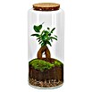 Piardino Terrario de cristal (Altura: 40 cm) | BAUHAUS