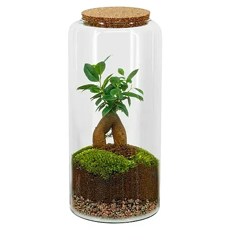 Piardino  Terrario de cristal