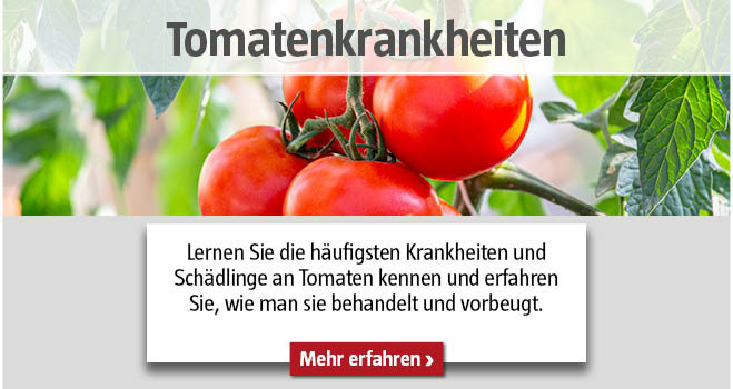 Tomatenkrankheiten und Schädlinge