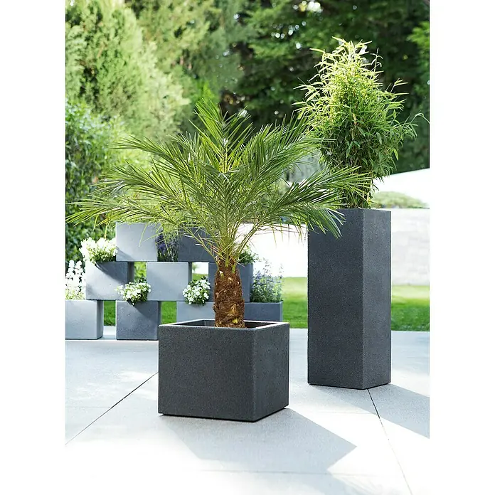 Scheurich Pflanzsäule eckig C-Cube - Außenmaß (L x B x H): 26 x 26 x 69,8 cm, Kunststoff, Schwarz - Modernes Design mit grauem Pflanzgefäß und üppigen Grünpflanzen im Freien, perfekt für stilvolle Gartengestaltung und als dekoratives Element.
