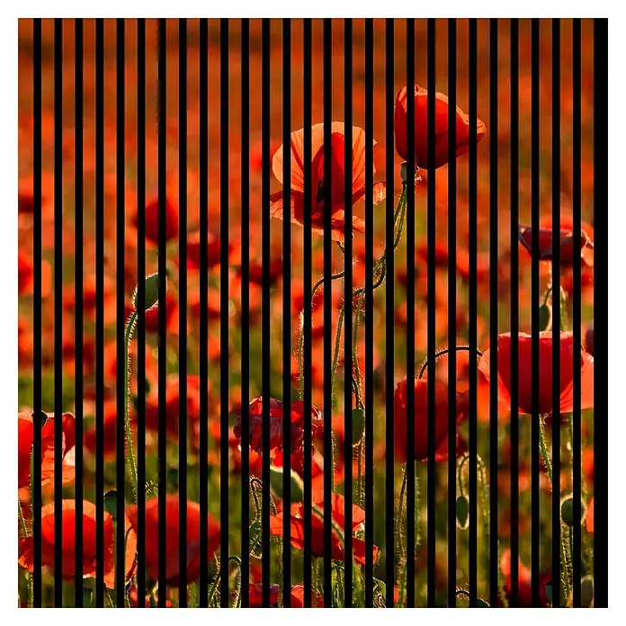Profiles and more Akustikpaneel Mohn - 1.195 x 1.133 x 19 mm - Mohnblumenfeld mit vertikalen schwarzen Streifen für künstlerischen Effekt. Die roten Blüten leuchten vor dem grünen Hintergrund.