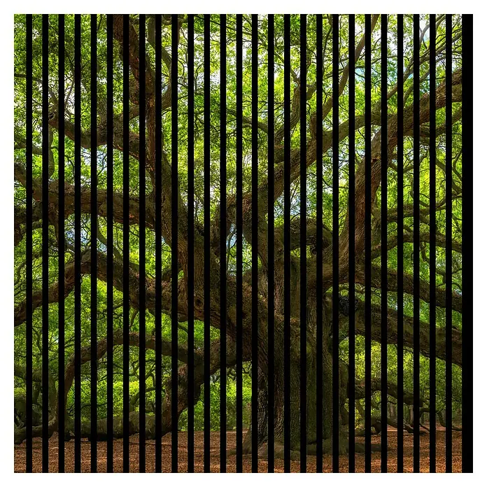 Profiles and more Akustikpaneel Baum - 1.195 x 1.133 x 19 mm - Ein majestätischer Baum, teilweise von vertikalen schwarzen Streifen verdeckt, dominiert die Szene mit seinem üppigen grünen Blätterdach.