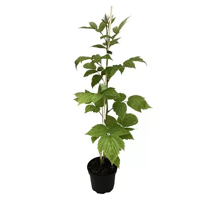 Beerenstrauch - Set - 4 Stk., Autumn Bliss, Autumn First, Thornless Evergreen & Tayberry Buckingham, Topfvolumen: 3,5 l - Eine junge grüne Pflanze mit strukturierten Blättern in einem dunklen Topf, gestützt von einem hellen Stab.