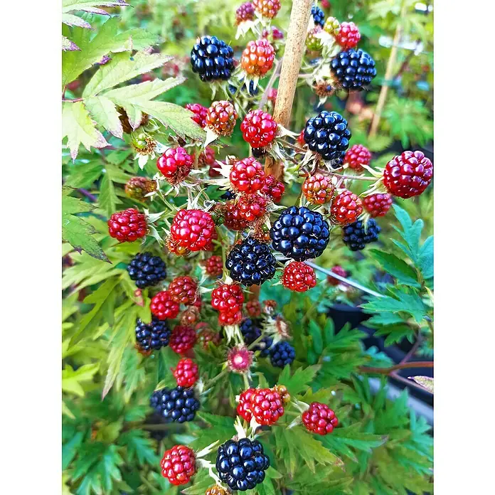 Beerenstrauch - Set - 4 Stk., Autumn Bliss, Autumn First, Thornless Evergreen & Tayberry Buckingham, Topfvolumen: 3,5 l - Reife und unreife Brombeeren hängen an einem Strauch. Die Früchte sind rot und schwarz.