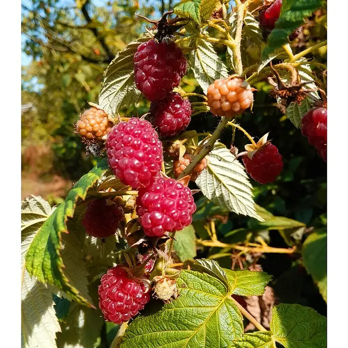 Beerenstrauch - Set - 4 Stk., Autumn Bliss, Autumn First, Thornless Evergreen & Tayberry Buckingham, Topfvolumen: 3,5 l - Nahaufnahme von reifen Himbeeren am Strauch, die ihre saftige rote Farbe und frische Textur zeigen. Ein Genuss für jeden Garten.