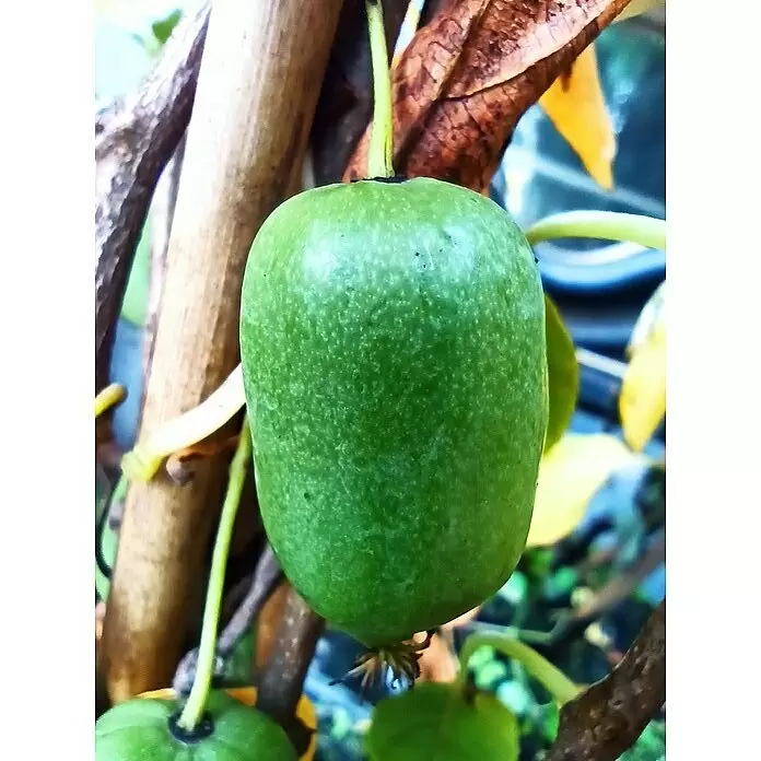 Mini-Kiwi Bayernkiwi Set - 2 Stk., Actinidia arguta, Topfvolumen: 3,5 l - Nahaufnahme einer kleinen, leuchtend grünen Kiwi-Frucht an einem Pflanzenstiel.