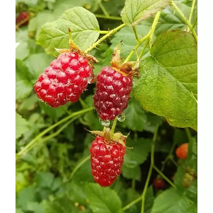Beerenstrauch - Set - 4 Stk., Autumn Bliss, Autumn First, Thornless Evergreen & Tayberry Buckingham, Topfvolumen: 3,5 l - Rote Himbeeren mit Wassertropfen an einer Pflanze.