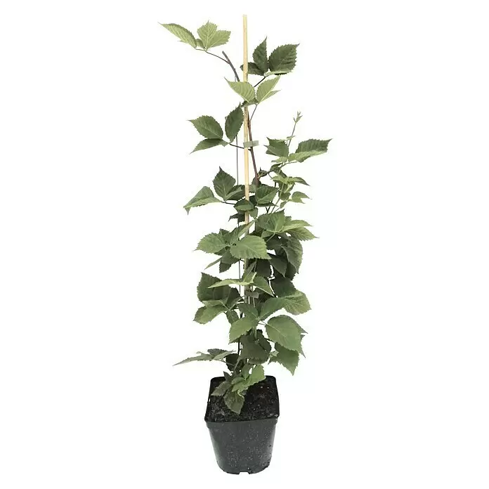 Beerenstrauch - Set - 4 Stk., Autumn Bliss, Autumn First, Thornless Evergreen & Tayberry Buckingham, Topfvolumen: 3,5 l - Topf-Beerenstrauch mit grünen Blättern, gestützt von einem Holzpfahl in einem schwarzen Plastiktopf.