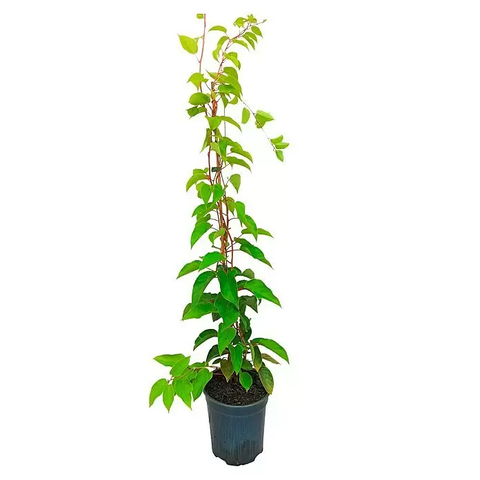Mini-Kiwi Bayernkiwi Set - 2 Stk., Actinidia arguta, Topfvolumen: 3,5 l - Kletterpflanze mit hellgrünen Blättern und rötlichen Stielen in schwarzem Topf.