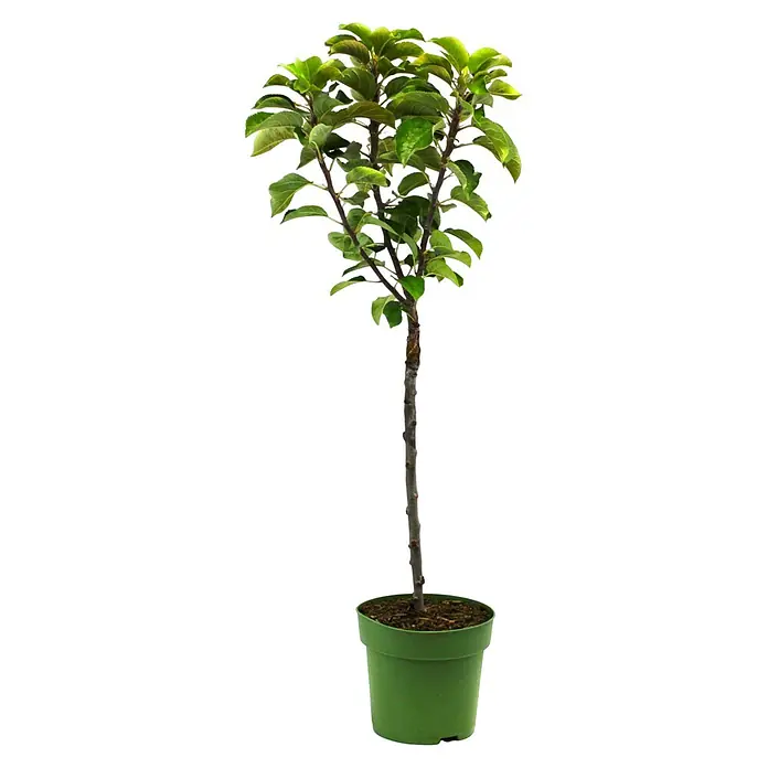 Zwerg-ApfelbaumMalus domestica, 5 l, Erntezeit: September