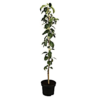 Piardino Bio Säulen-Apfelbaum (Malus domestica, Topfvolumen: 7 l)