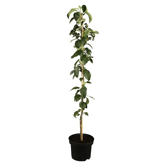 Piardino Säulen-Apfelbaum - Malus domestica 'Ballerina'®, 7 l, Erntezeit: September - Ein junger Apfelbaum im Topf mit grünen Blättern und einem geraden Stamm, gestützt durch einen Holzpflock.