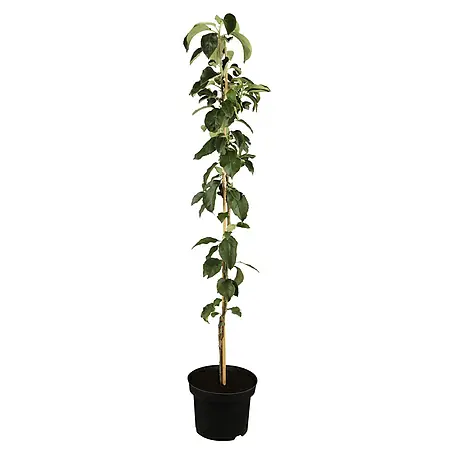 Piardino Bio Säulen-Apfelbaum