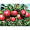 Malus domestica Ballerina 23  i.S. gem.