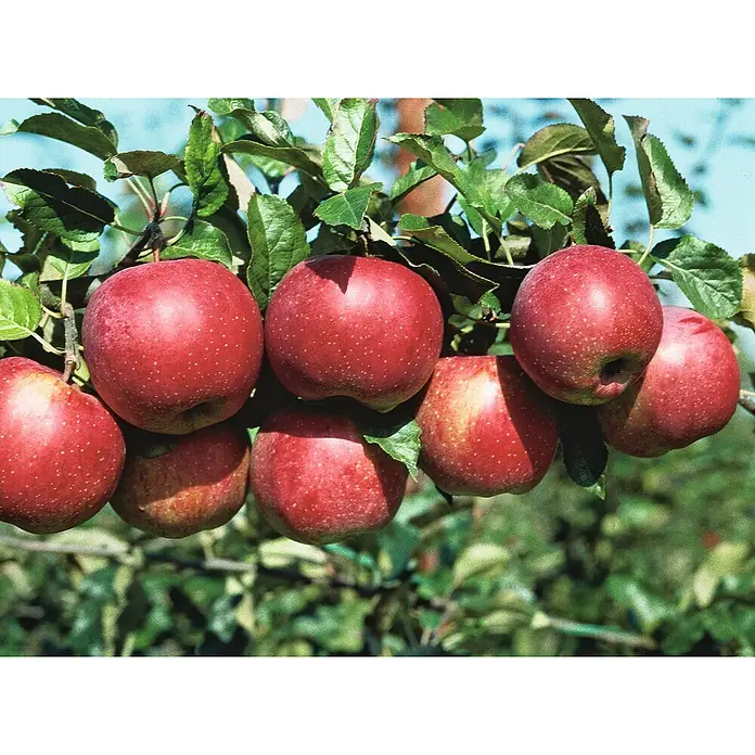 Zwerg-ApfelbaumMalus domestica, 5 l, Erntezeit: September - Saftige, rote Äpfel hängen an einem Ast, umgeben von grünen Blättern, einladend und erntebereit.
