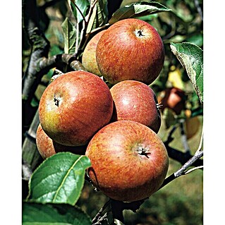Piardino Apfelbaum (Malus 'Ballerina'®, 5 l, Erntezeit: Oktober)