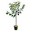 Prunus avium 10 Lapins