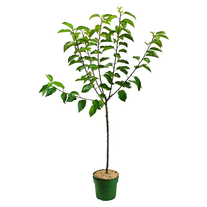 Piardino Süßkirschbaum - Prunus avium 'Schneiders Späte', Topfvolumen: 7,5 l - Junger Kirschbaum in einem grünen Topf. Die Blätter sind hellgrün und die Äste sind dünn und braun. Ideal als Zimmerpflanze oder für den Garten.