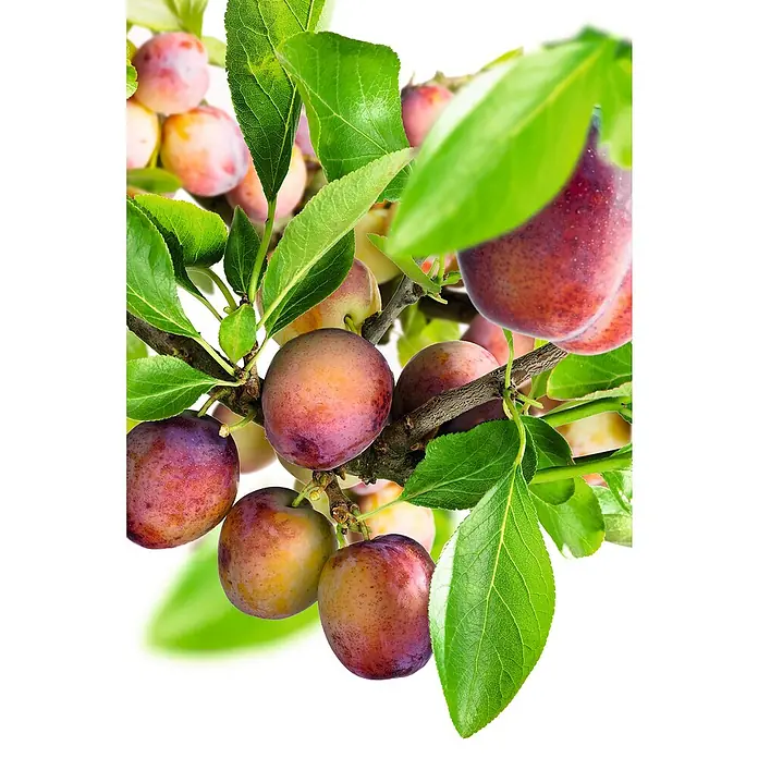 Piardino Pflaumenbaum Bio - Prunus domestica, 5 l, Erntezeit: September - Reife Pflaumen hängen an einem Ast mit grünen Blättern, bereit für die Ernte. Das frische Obst hat eine intensive, natürliche Farbe.