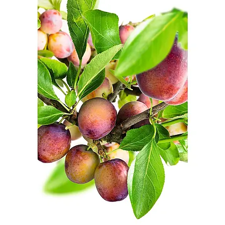 Piardino  Pflaumenbaum Bio