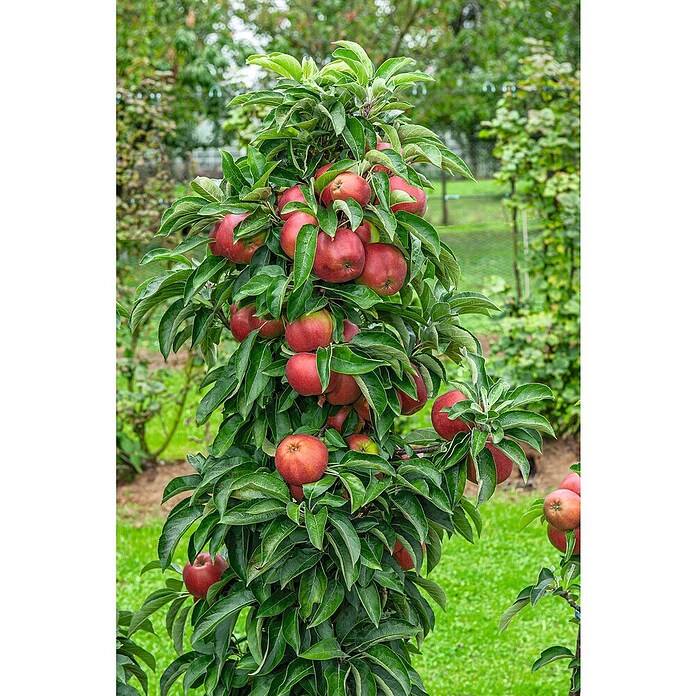 Malus domestica 12 Ballerina mit Fruecht