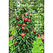 Malus domestica 12 Ballerina mit Fruecht