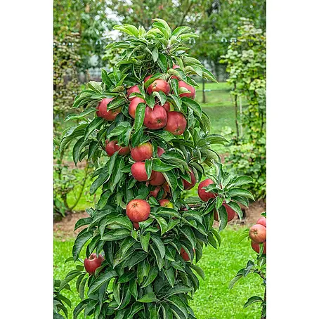 Piardino  Säulen-Apfelbaum