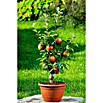 Malus domestica Ballerina 23  i.S. gem.