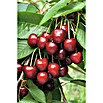 Prunus avium 10 Lapins