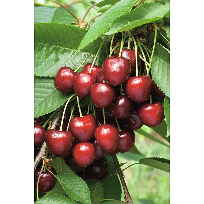 Piardino Süßkirschbaum - Prunus avium 'Schneiders Späte', Topfvolumen: 7,5 l - Saftige, rote Kirschen hängen reif am Baum, umgeben von grünen Blättern. Ein köstlicher Anblick für jeden Obstliebhaber.