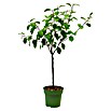 Prunus domestica 8 Lizenzsorten