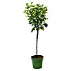 Malus domestica Ballerina 23  i.S. gem.