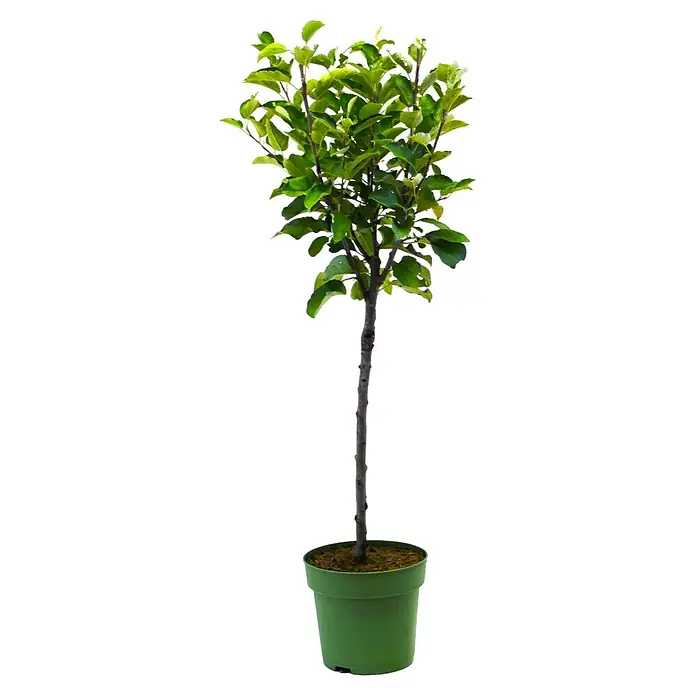 Piardino Apfelbaum - Malus 'Ballerina'®, 5 l, Erntezeit: Oktober - Ein junger Zierapfelbaum in einem grünen Topf, der eine attraktive Ergänzung für jeden Garten oder jedes Zuhause darstellt. Der Baum hat grüne Blätter.