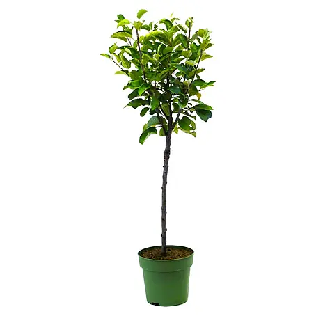 Piardino Apfelbaum Bio