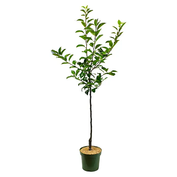 Piardino Bio Apfelbaum - Malus domestica Cox Orange, Erntezeit: September - Ein junger Zierbaum im Topf mit grünen Blättern, ideal als Dekoration für Innenräume und Gärten.